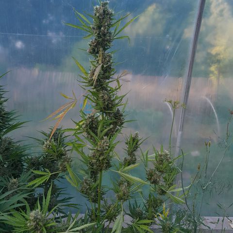 Triple G Automatic growlog timeline photo