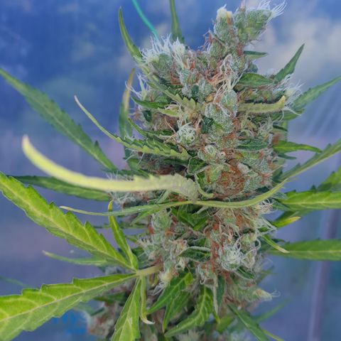 Triple G Automatic growlog timeline photo