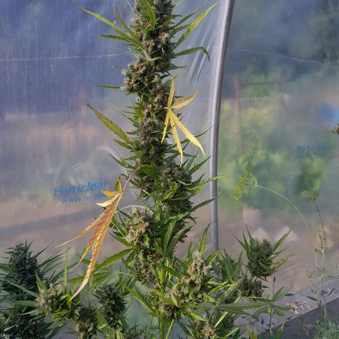 Triple G Automatic growlog timeline photo