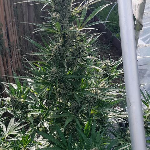 Dosidos x Runtz growlog timeline photo