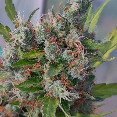 Triple G Automatic growlog timeline photo