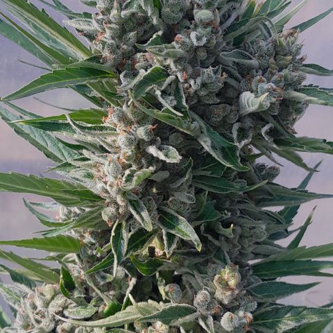 Do-Si-Dos Automatic growlog timeline photo