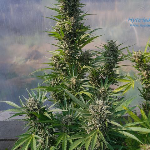 Do-Si-Dos Automatic growlog timeline photo