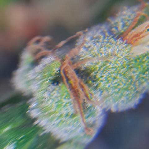 Triple G Automatic growlog timeline photo
