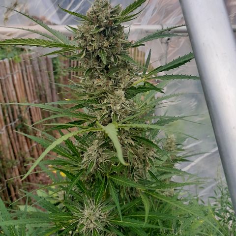 Dosidos x Runtz growlog timeline photo