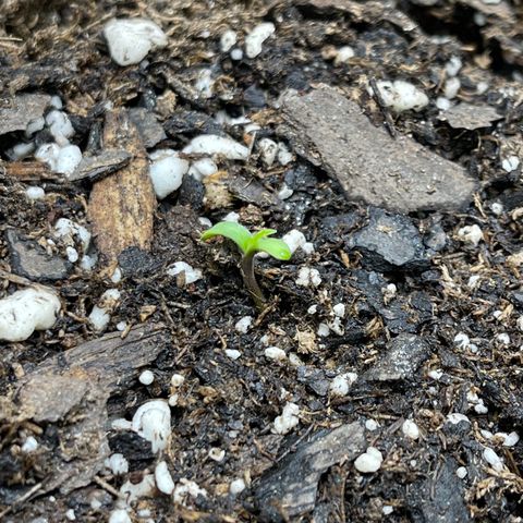 Blue sprayed shoes remix 🥿 growlog photo: Seed has sprouted and the count down begins…..