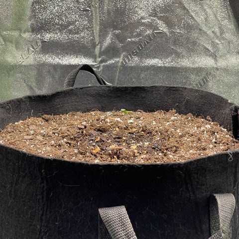 Blue sprayed shoes remix 🥿 growlog photo: In just over 2 days she wanted to look for that light, so I moved her closer to it.