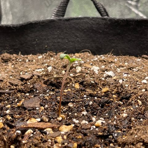Blue sprayed shoes remix 🥿 growlog photo: In just over 2 days she wanted to look for that light, so I moved her closer to it.