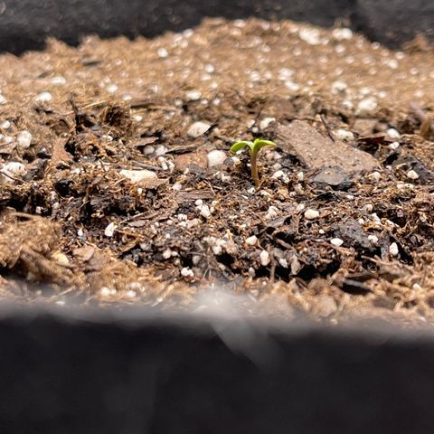 Blue sprayed shoes remix 🥿 growlog photo: In just over 2 days she wanted to look for that light, so I moved her closer to it.