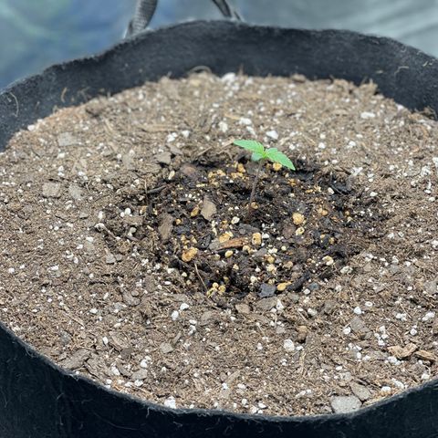 Blue sprayed shoes remix 🥿 growlog photo: She is growing nicely 