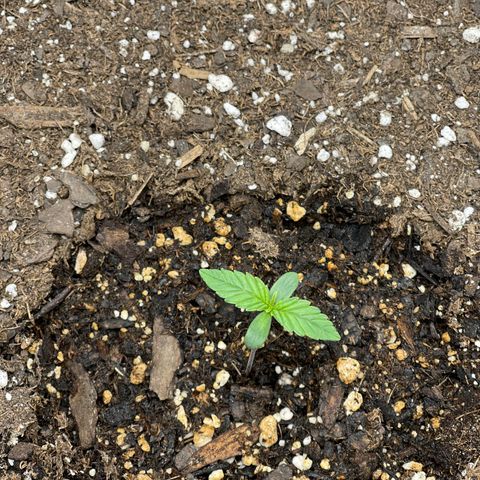 Blue sprayed shoes remix 🥿 growlog photo: She is growing nicely 