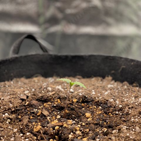 Blue sprayed shoes remix 🥿 growlog photo: She is growing nicely 