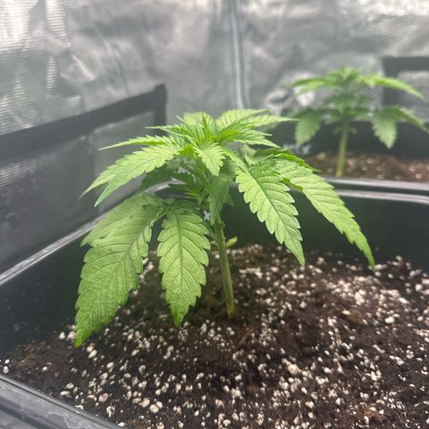 Imperium X growlog timeline photo