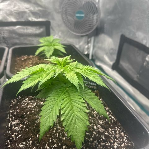 Frozen Black Cherry growlog timeline photo