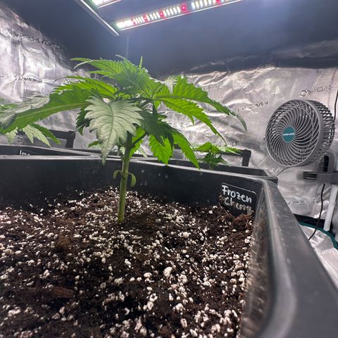 Frozen Black Cherry growlog timeline photo