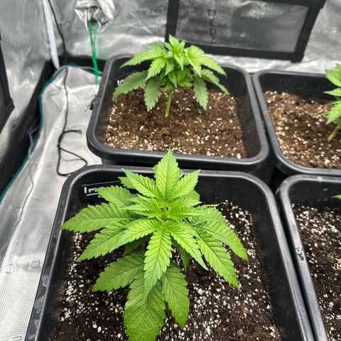 Imperium X growlog timeline photo