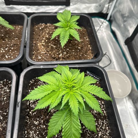 Frozen Black Cherry growlog timeline photo