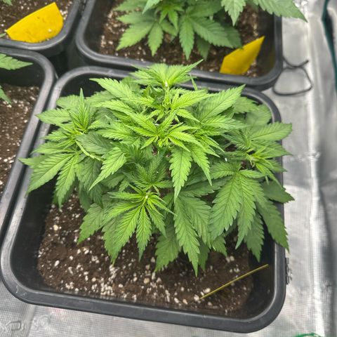 Frozen Black Cherry growlog timeline photo