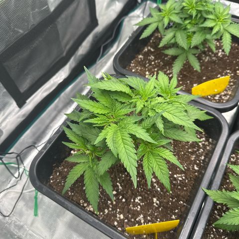 Imperium X growlog timeline photo