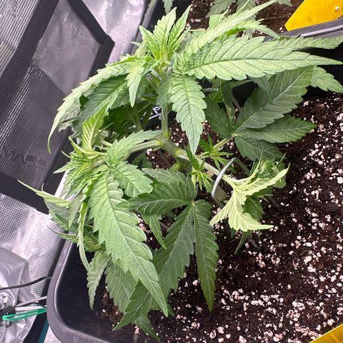 Imperium X growlog timeline photo