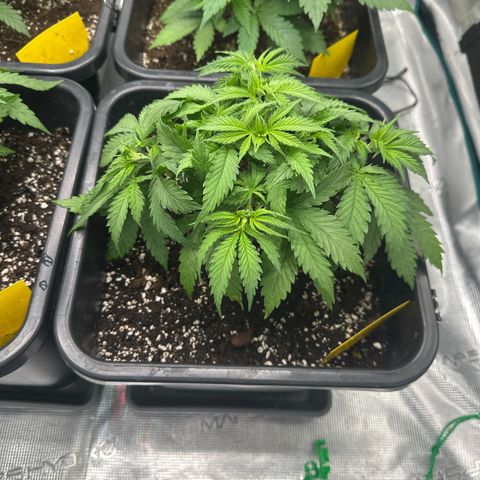 Frozen Black Cherry growlog timeline photo