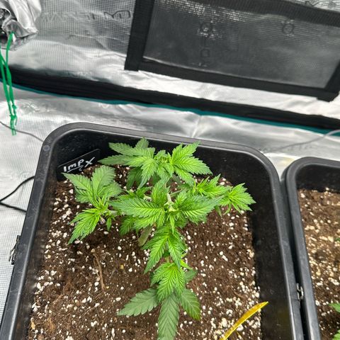 Imperium X growlog photo: Blätter die im weg von den Stämmen sind abgeschnitten. + CO2 Bag aufgehangen.
Licht ist auf 600-700 ppfd mit 40cm Abstand 