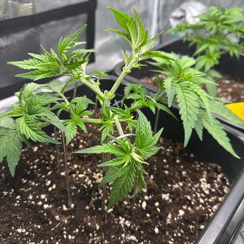Imperium X growlog photo: Blätter die im weg von den Stämmen sind abgeschnitten. + CO2 Bag aufgehangen.
Licht ist auf 600-700 ppfd mit 40cm Abstand 