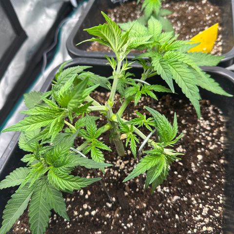 Imperium X growlog photo: Blätter die im weg von den Stämmen sind abgeschnitten. + CO2 Bag aufgehangen.
Licht ist auf 600-700 ppfd mit 40cm Abstand 