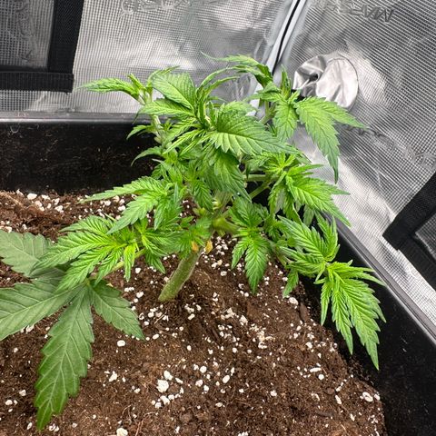 Imperium X growlog photo: Blätter die im weg von den Stämmen sind abgeschnitten. + CO2 Bag aufgehangen.
Licht ist auf 600-700 ppfd mit 40cm Abstand 