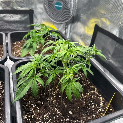Frozen Black Cherry growlog timeline photo