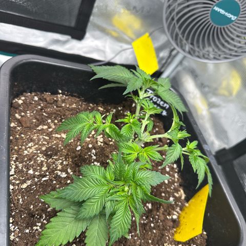 Frozen Black Cherry growlog timeline photo