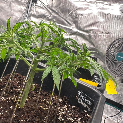 Frozen Black Cherry growlog timeline photo