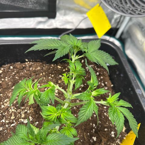 Frozen Black Cherry growlog timeline photo