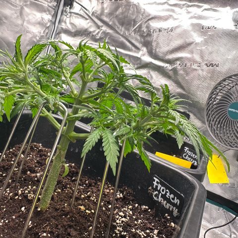 Frozen Black Cherry growlog timeline photo