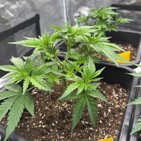 Imperium X growlog timeline photo
