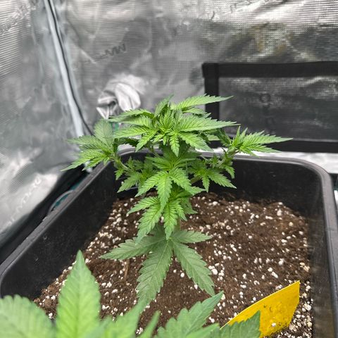 Imperium X growlog timeline photo