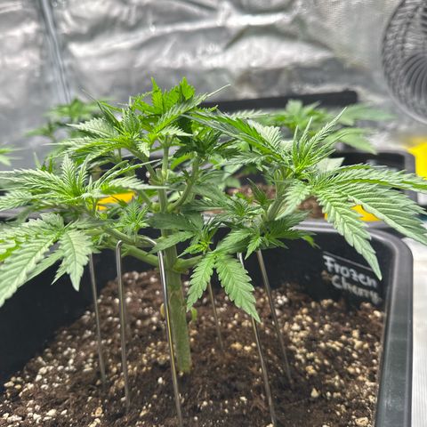 Frozen Black Cherry growlog timeline photo
