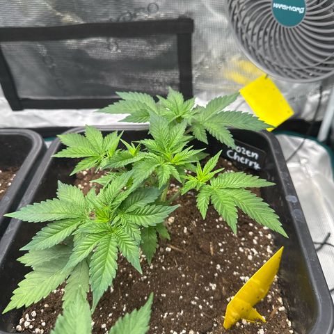 Frozen Black Cherry growlog timeline photo