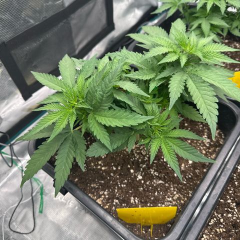 Imperium X growlog timeline photo