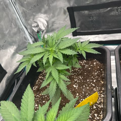 Imperium X growlog timeline photo