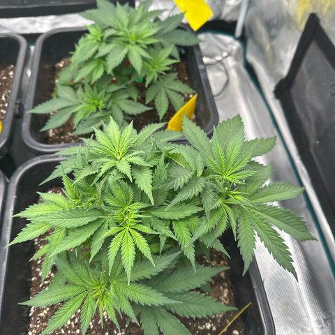 Frozen Black Cherry growlog timeline photo