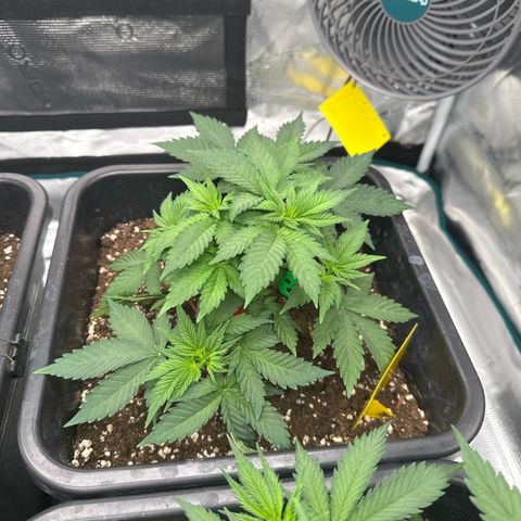 Frozen Black Cherry growlog timeline photo