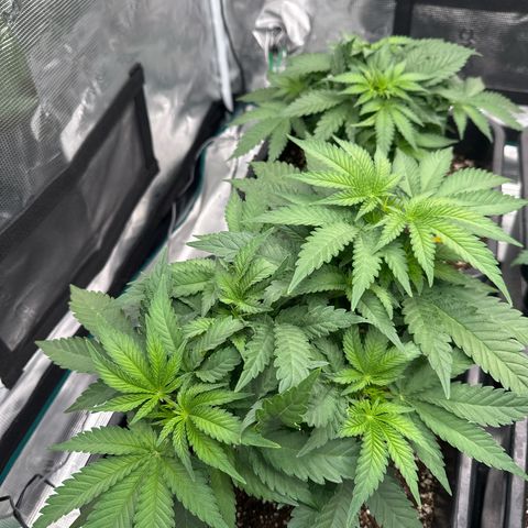 Imperium X growlog timeline photo