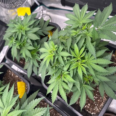 Frozen Black Cherry growlog timeline photo