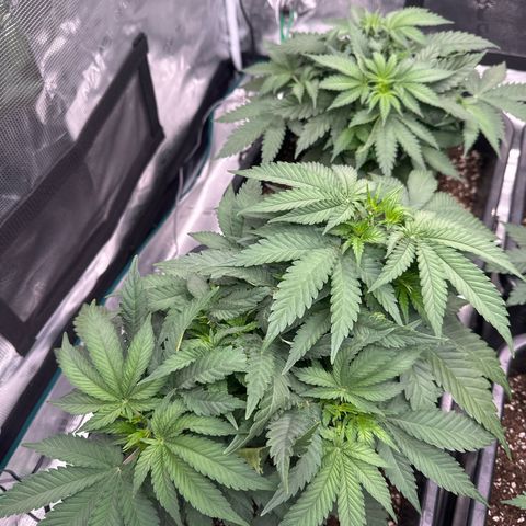 Imperium X growlog timeline photo