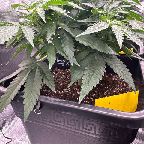 Imperium X growlog timeline photo