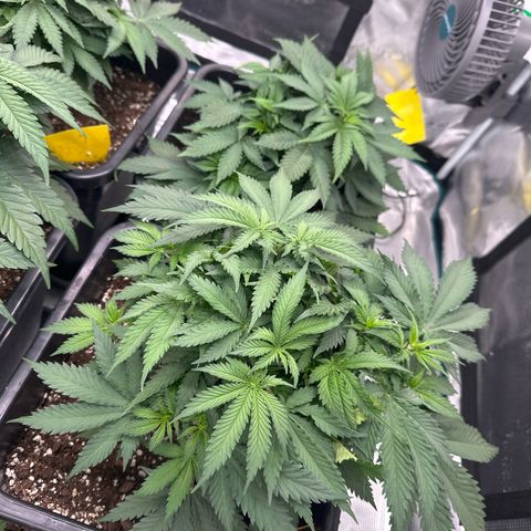 Frozen Black Cherry growlog timeline photo