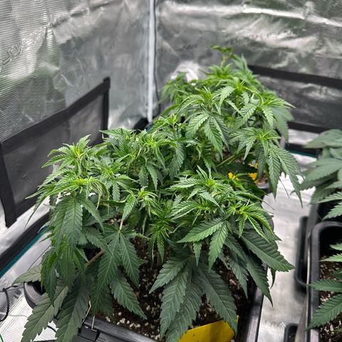 Imperium X growlog timeline photo
