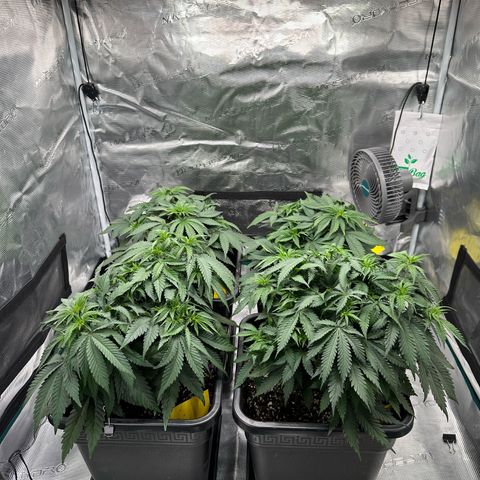 Imperium X growlog timeline photo