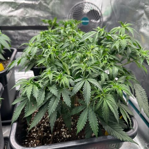 Frozen Black Cherry growlog timeline photo